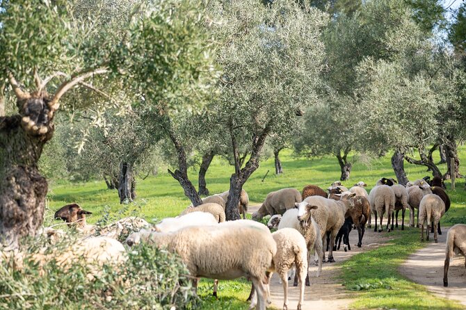 Guided Tour and Olive Oil Tasting in Ronda - The Sum Up