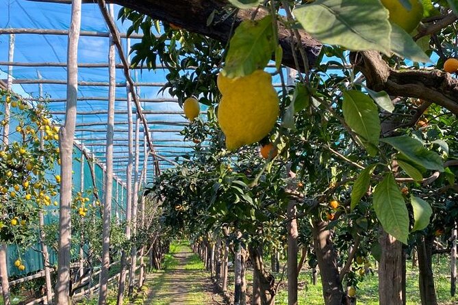 Guided Tour of a Historic Lemon Grove in Sorrento - Common Questions