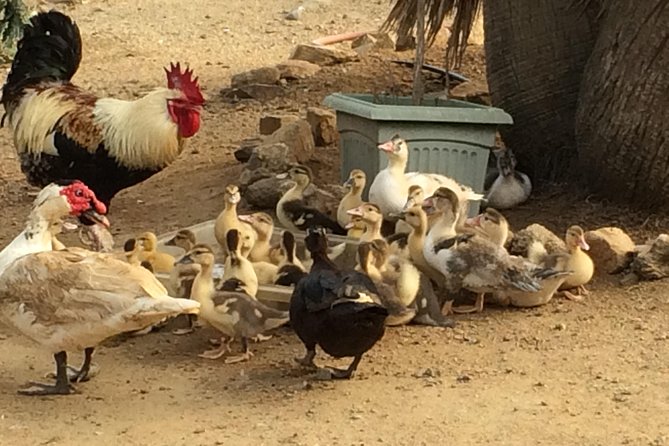 Guided Tour of Aruba Ostrich Farm With Lunch  - Oranjestad - Young Ostriches and Emus Experience