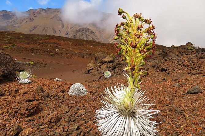Haleakala Best Classic Sunrise Tour With Haleakala Ecotours (Vehicle Tour) - Sunrise Experience
