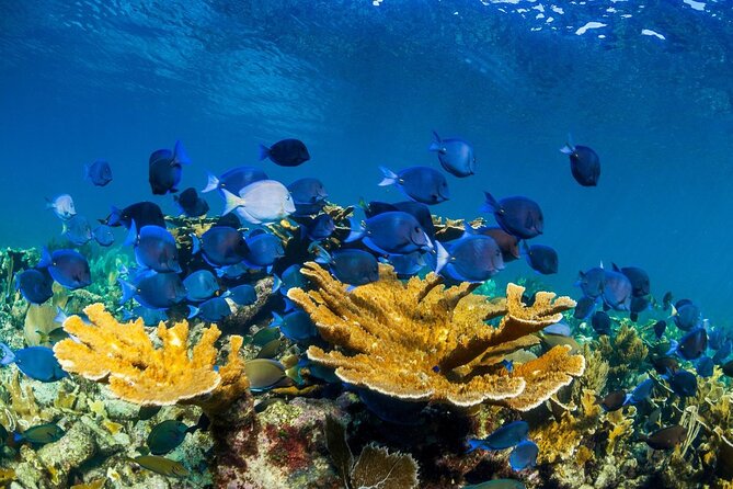 Half Day Guided Snorkeling Adventure Tour From Cancun - Customer Reviews