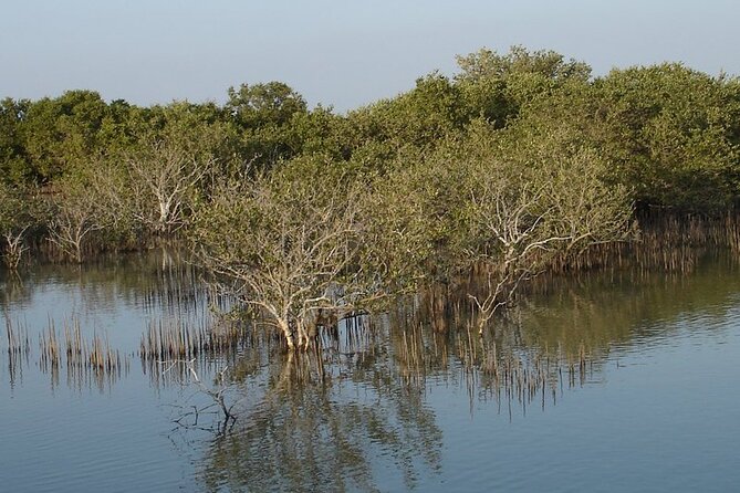 Half-Day North Qatar Tour - Reviews and Ratings
