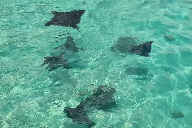 Half-Day Private Lagoon Tour by Boat in French Polynesia - Booking and Availability Information
