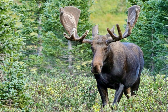 Half-Day Rocky Mountain National Park "Mountains to Sky Tour" - RMNPhotographer - The Sum Up