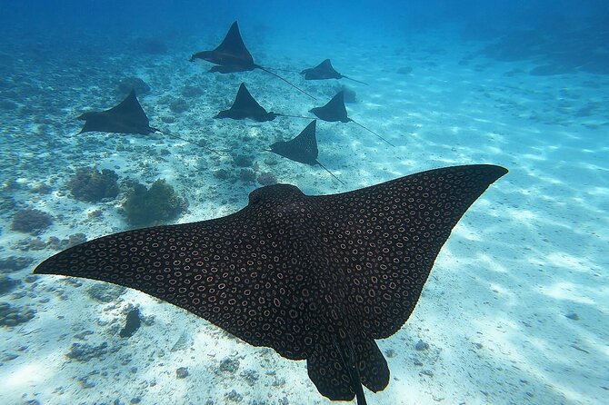 Half Day Tour Lagoon Discovery Marine Fauna Flora Small Group - Marine Fauna and Flora