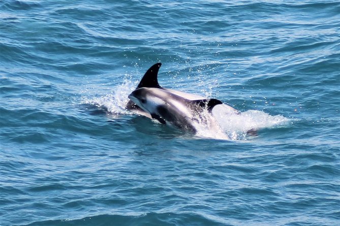Half-Day Whale Watching and Northern Lights Combo Tour - Trip Details
