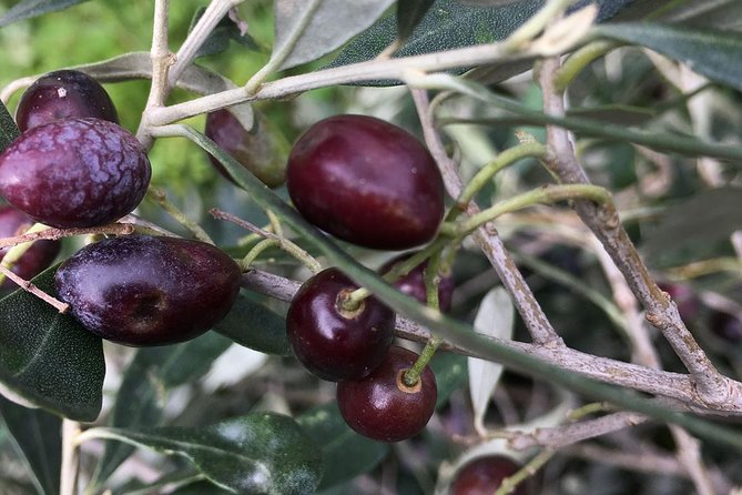 HIKE or BIKE DELPHI Private Guided Tour With Olive Culture Option - The Sum Up