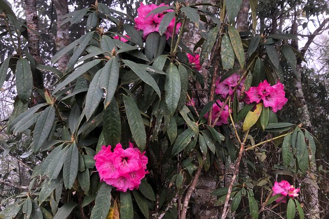 Hiking Fansipan in 1 Day - The Sum Up