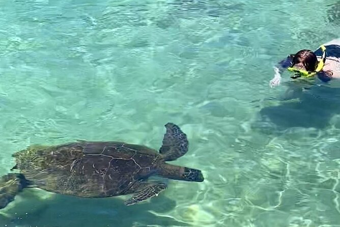 Hilo Small-Group Dolphin Watch and Snorkel Tour  - Big Island of Hawaii - Expectations and Requirements