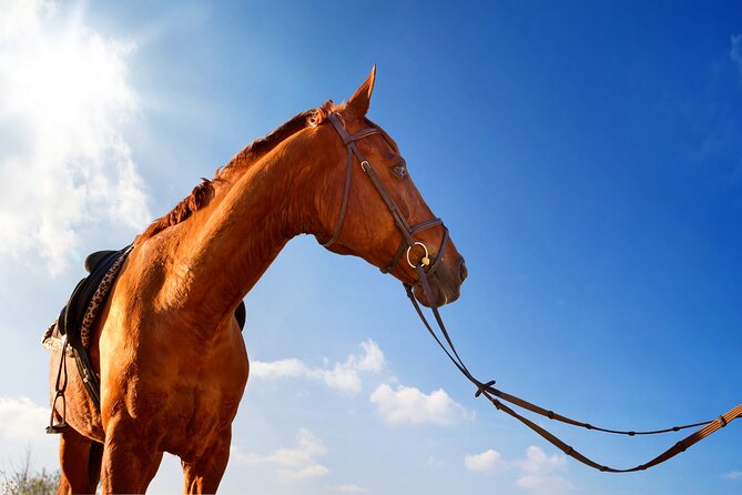 Horse Riding on the Beach in Side - The Sum Up