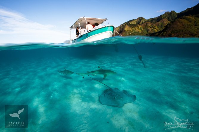 Humpback Whale Watching and Marine Life in Moorea - Weather Conditions and Potential Cancellations