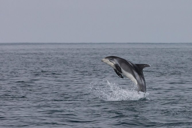 Icelandic Horse Riding and Whale Watching Tour From Reykjavik - Recommendations and Highlights