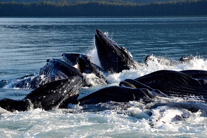 Icy Strait Whale & Wildlife Endeavor - The Sum Up