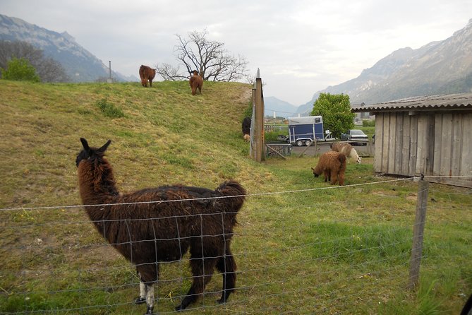 Interlaken Private Tour: Mountains Cows, Thun Lake, and Brienz Lake - The Sum Up