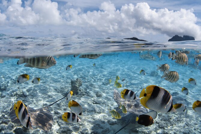 Introductory Dive in Bora Bora (afternoon) - Important Information