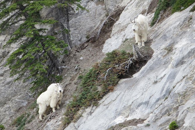 Jasper Evening Wildlife Tour - Pricing and Terms & Conditions