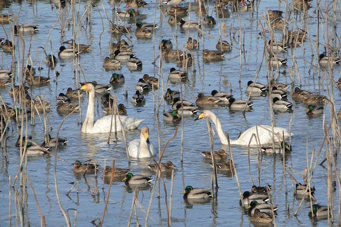 Junam Wetlands and Haeinsa Temple Tour - Positive Feedback and Recommendations