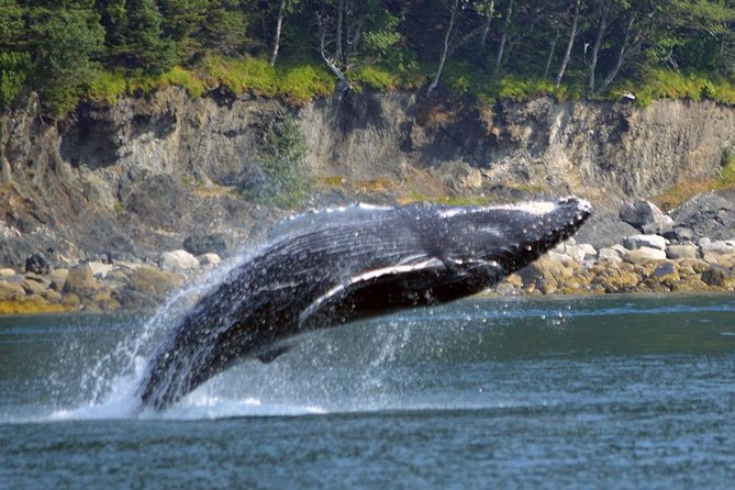 Juneau Whale Watching Adventure - The Sum Up