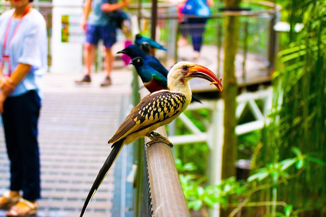 Jurong Bird Park Bird Photography - The Sum Up