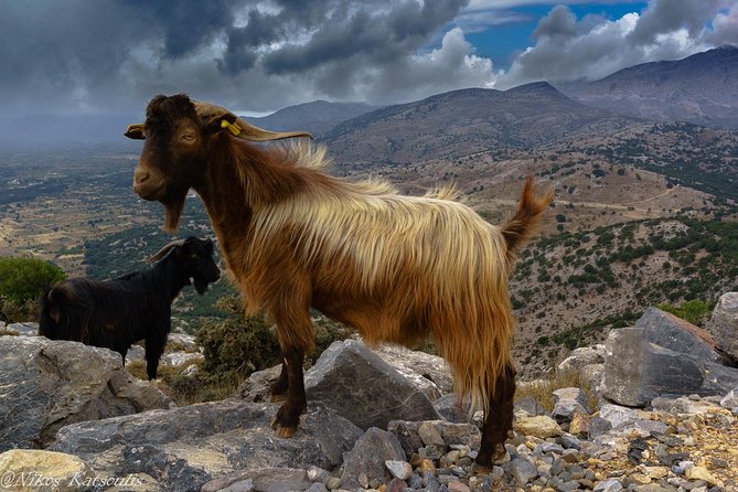 Katharo Route Tour From Agios Nikolaos - The Sum Up
