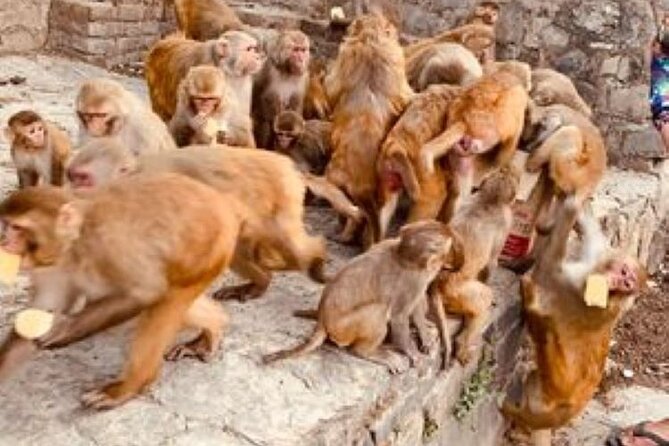 Kathmandu Sightseeing Private Day Tour-UNESCO Heritage Sites - The Sum Up