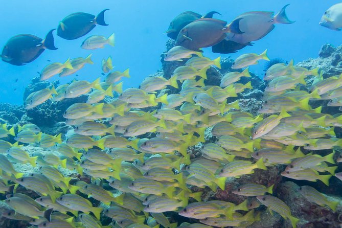 Kauais Ultimate Discover Scuba Dive - OCEAN EXPERIENCE (1 Tank Dive) - Directions and Getting There