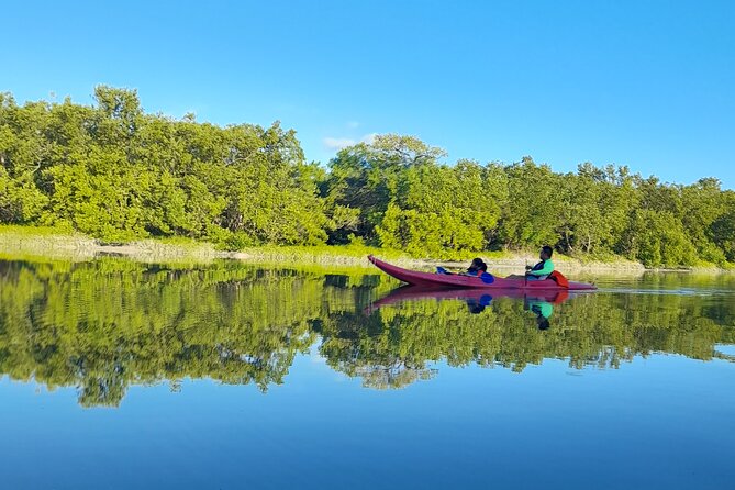 Kayak Experience in the Mangroves of Holbox Island - Overall Unique and Memorable Experience