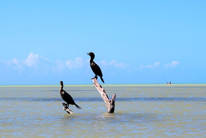 Kayak Experience in the Mangroves of Holbox - Cancellation Policy