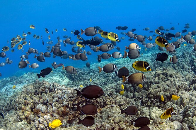 Kealakekua Bay (Captain Cook) Snorkeling - Directions to Kealakekua Bay Snorkeling Location