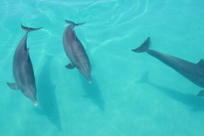 Key West Small Group Dolphin Viewing & Snorkeling Tour - Common Questions