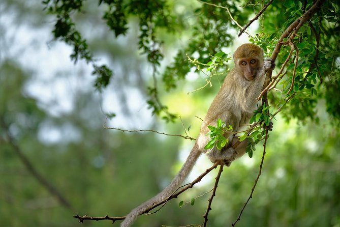 Khao Sok National Park Half-Day Paddling Tour  - Khao Lak - Contact Information