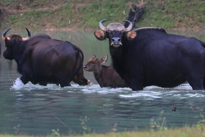 Khao Sok Wildlife 2 Days - Common Questions