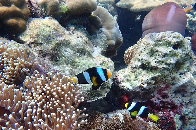 Koh Ngai, Koh Muk Emerald Cave Snorkeling Tour by Classic Longtail Boat - Tips for a Memorable Experience
