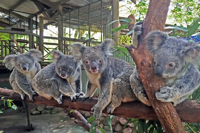 Kuranda Rainforestation Nature Park Ticket (BNP) - Overview of Kuranda Rainforestation Nature Park