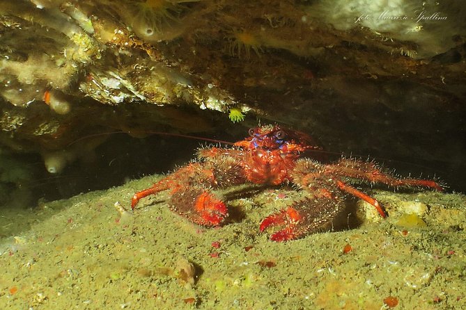 Land and Boat Diving at All Recreational and Technical Levels - The Sum Up