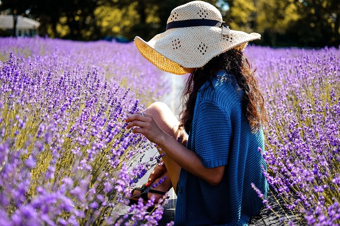 Lavender Route - Small-Group Day Trip From Avignon - Gratitude and Satisfaction With the Tour Experience