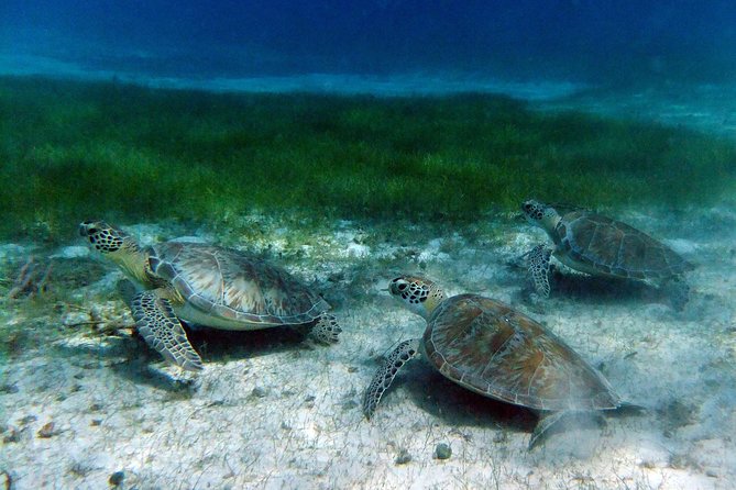 Little Buck Island and Water Island Boat Trip  - St Thomas - Highlights of the Excursion
