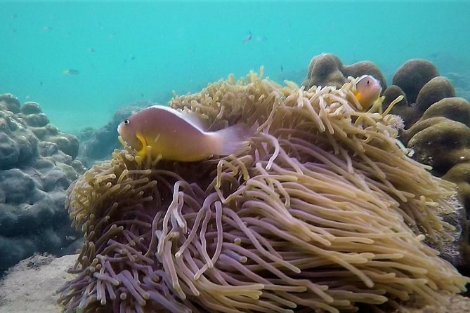 Local Reef Snorkelling and Deserted Beach - Contact Information and Terms
