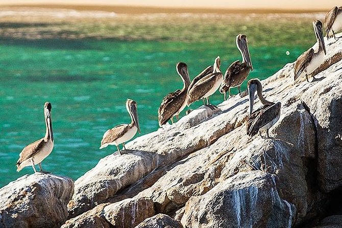 Los Cabos Whale Watching Cruise Including Breakfast - The Sum Up