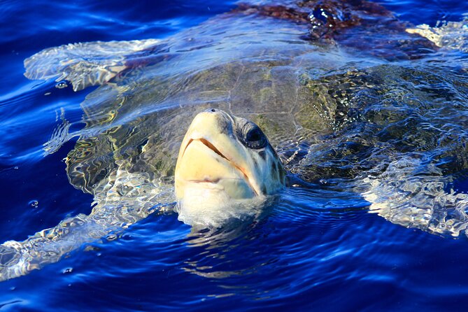 Los Cabos Whale Watching (Transportation and Pictures Included) - Additional Information and Cancellation Policy