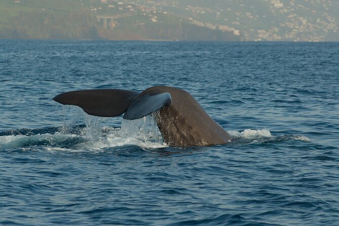 Madeira Dolphin & Whale Watching Tour - Wildlife Sightings and Marine Biologist