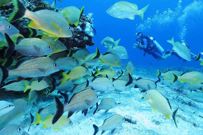 Mahahual Scuba Diving: 2-Tank Reef Dive  - Costa Maya - Group 1