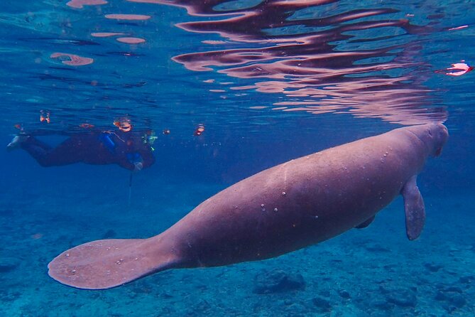 Manatee Snorkel Tour From American Pro Diving Center - Common Questions