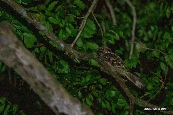 Mangrove Nocturnal Wildlife - Common Questions