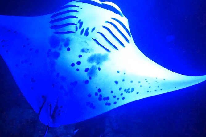 Manta Ray Night Snorkeling Adventure in Kailua-Kona - The Sum Up