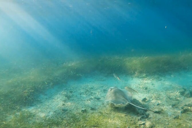 Marine Sanctuary Snorkelling Trip  - Puerto Rico - Common Questions