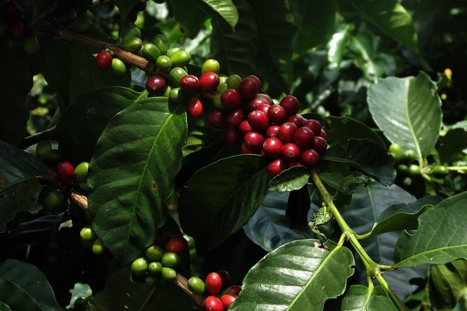 Medellín Coffee Tour to Concordia - The Sum Up