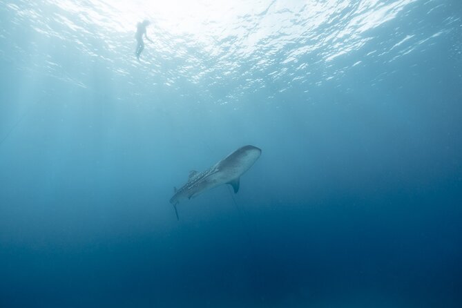 Mobula Ray Ocean Safari Day Trip - Safety Guidelines