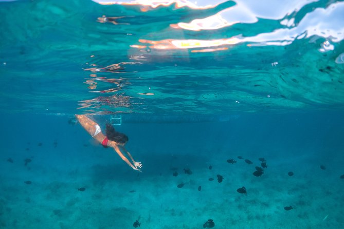 Morning Half Day Cruise From Providenciales With Snorkeling and Iguana Island - Mixed Reviews and General Feedback
