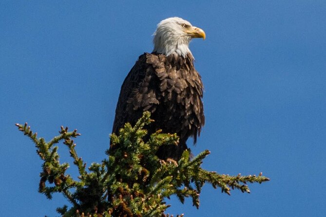 Morning Jasper National Park Wildlife Tour - The Sum Up